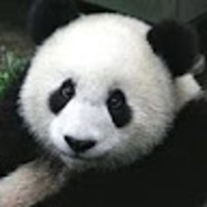 Meet your Posher, Joe